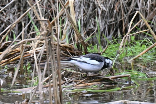 White Wagtail