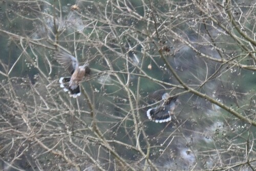 Oriental Turtle-Dove