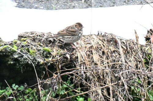 Little Bunting