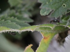 Axinotarsus pulicarius