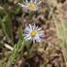 Erigeron corymbosus - Photo (c) Andrey Zharkikh, algunos derechos reservados (CC BY)