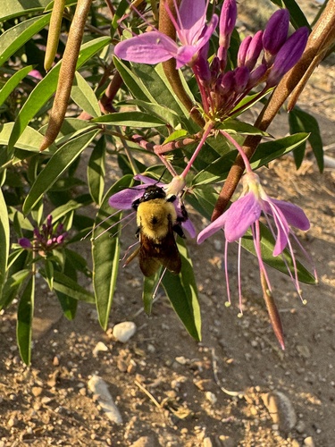 Brown-belted Bumble Bee