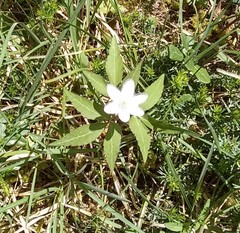 Anemonoides trifolia