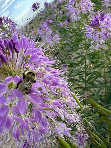 Golden Northern Bumble Bee