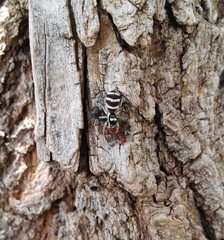 Salticus austinensis