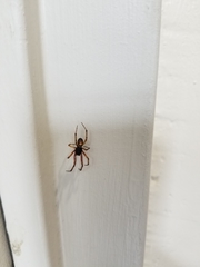 Araneae