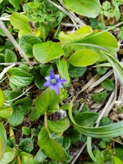 Gentiana prostrata