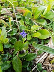 Gentiana prostrata