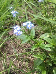 Myosotis