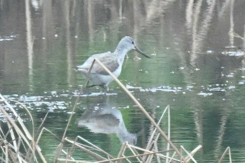 Common Greenshank