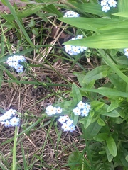 Myosotis