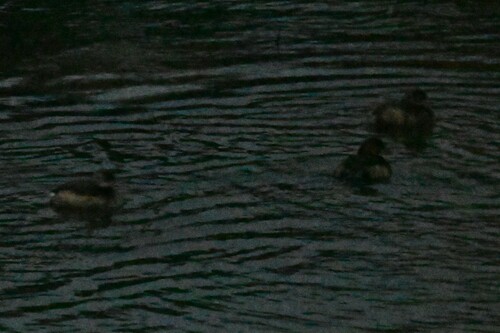 Little Grebe