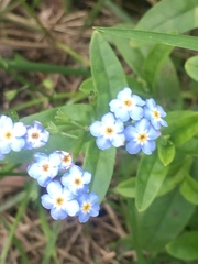 Myosotis