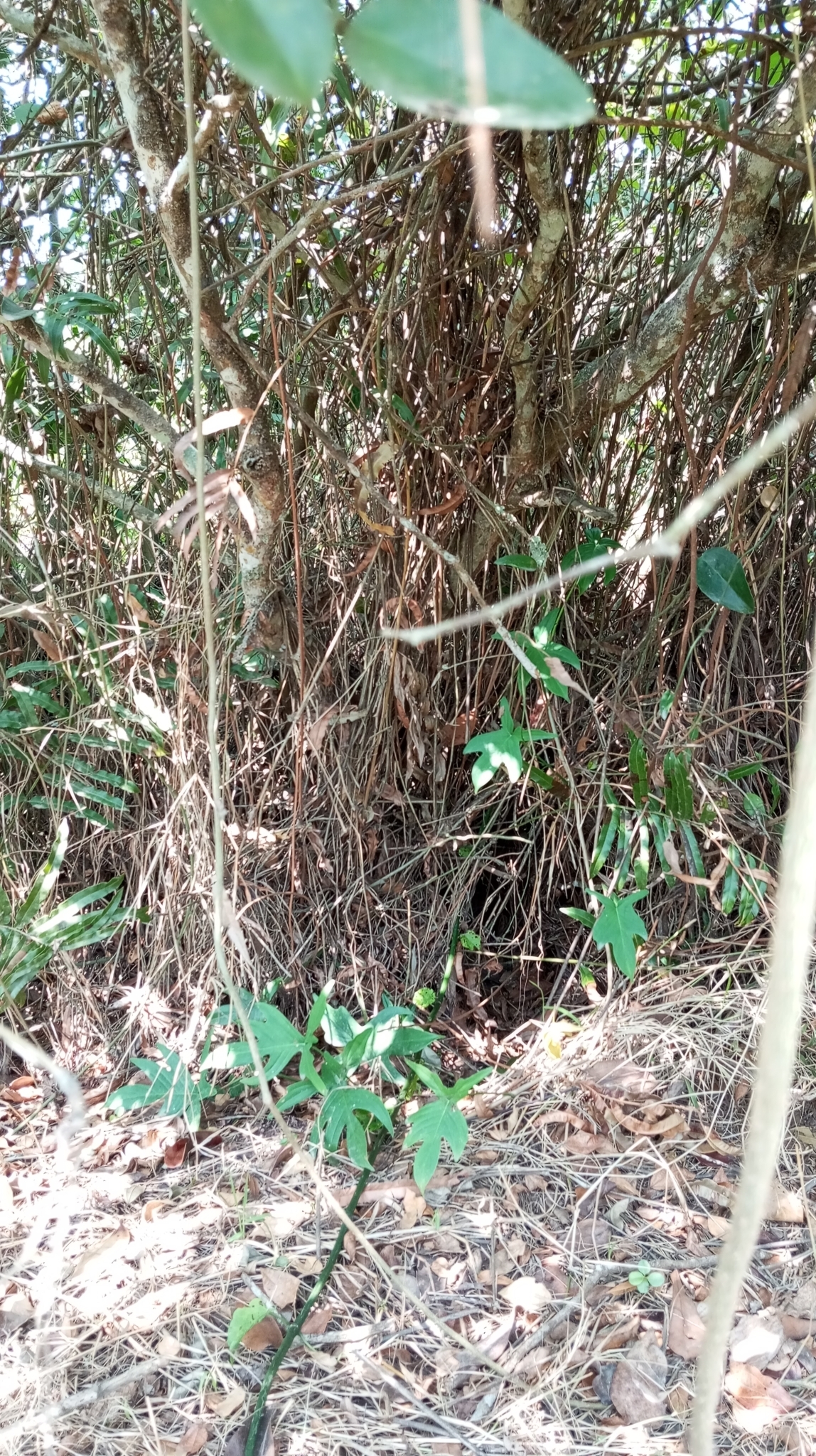 Philodendron pedatum