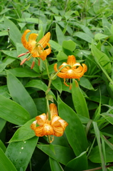Lilium debile