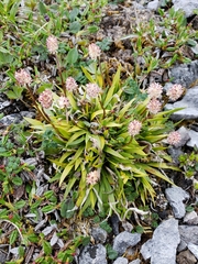 Tofieldia coccinea