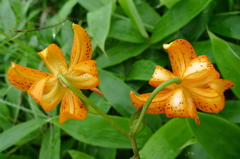 Lilium debile