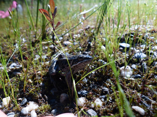 Wood Frog photographed in Alaska