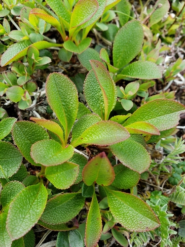 Red bearberry