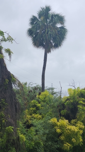 Puerto Rico palmetto (Sabal causiarum)