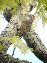 Campethera scriptoricauda