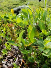 Salix stolonifera
