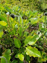 Salix stolonifera