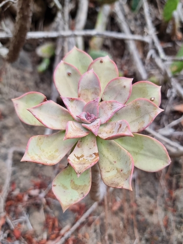 Aeonium percarneum