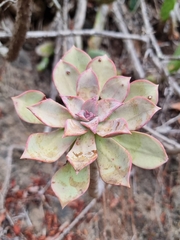 Aeonium percarneum