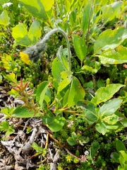 Salix stolonifera