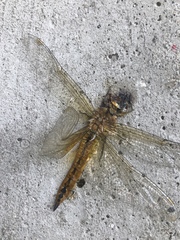 Pantala