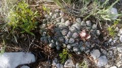 Thelocactus rinconensis rinconensis