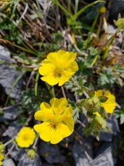 Potentilla × villosula