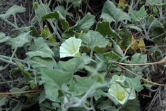 Calystegia malacophylla