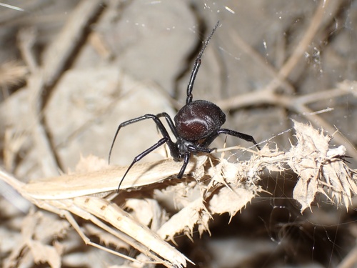 Dahl's Black Widow