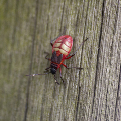 Dysdercus albofasciatus