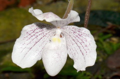 Paphiopedilum niveum