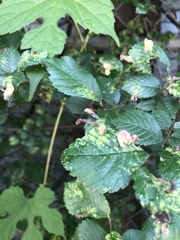 Tetraneura