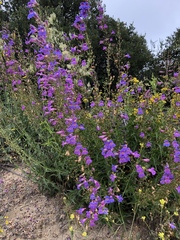 Penstemon spectabilis spectabilis