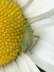 Closterotomus norwegicus