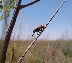Cerotainiops abdominalis