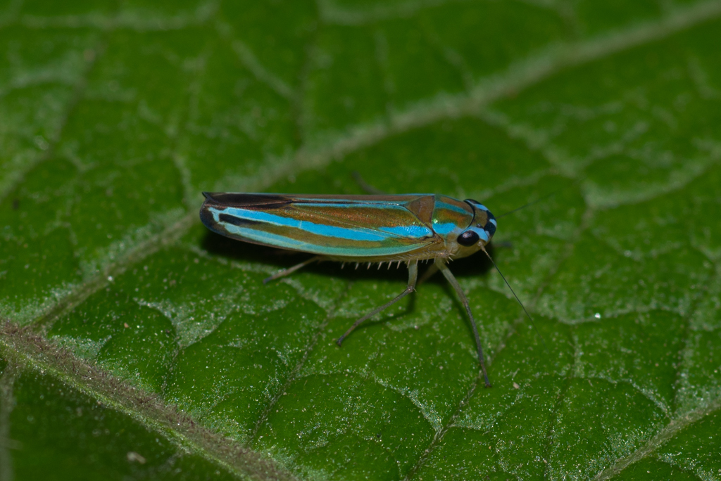 Sibovia optabilis