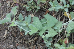 Calystegia malacophylla