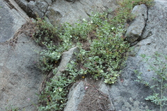 Calystegia malacophylla