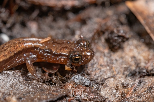 Dwarf Salamander, Eurycea quadridigitata