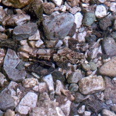 Cottus gobio