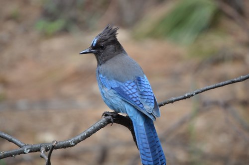 Steller's Jay (¿field curious? MVPGR and Yosemite Guide) · iNaturalist