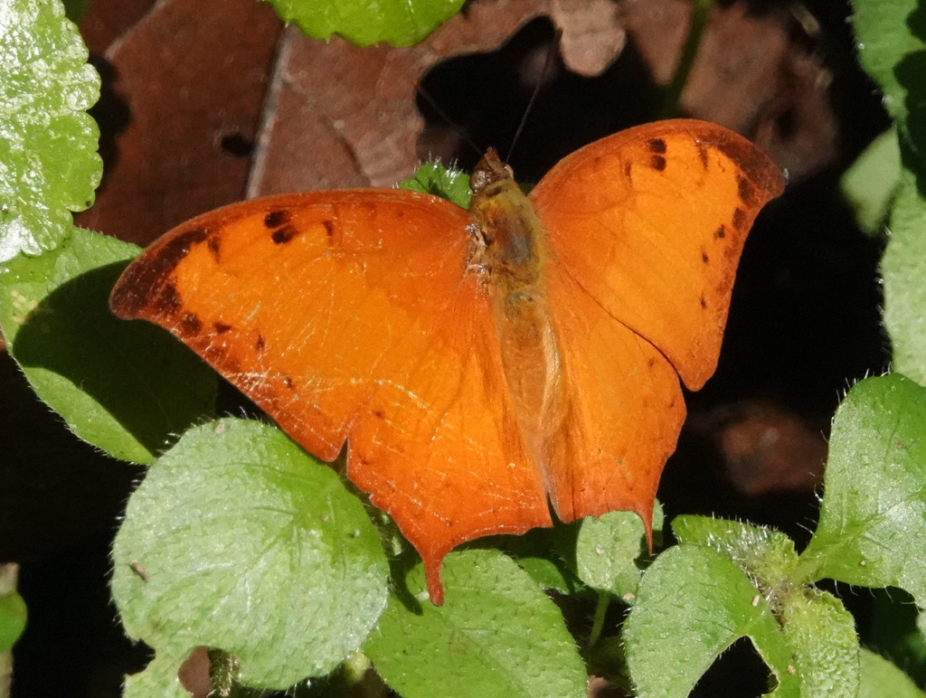Falcate Red Charaxes