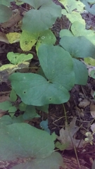 Jeffersonia diphylla