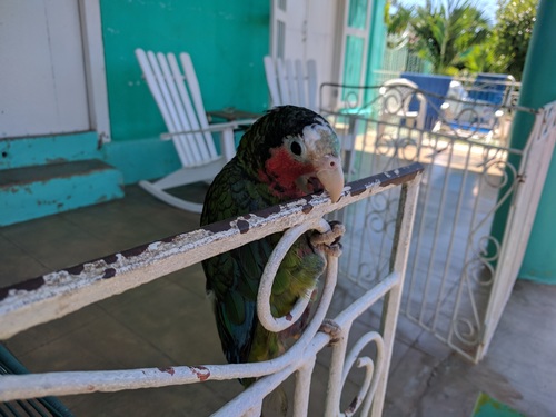 Amazona leucocephala